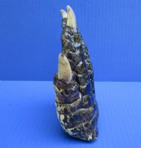 6 inches Real Free Standing Florida Alligator Foot for Sale Preserved with Formaldehyde - Buy this one for $24.99