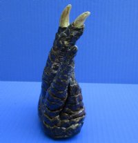6 inches Real Free Standing Florida Alligator Foot for Sale Preserved with Formaldehyde - Buy this one for $24.99