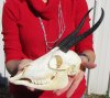 <font color=red> Grade A</font> Female Springbok Skull with Mandible and 7-3/4 inches Horns - Buy this on for $99.99