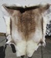 56 by 52 inches <font color=red> Huge Light Color</font> Reindeer Hide, Reindeer Fur Furniture Throw for Sale - Buy this one for $154.99