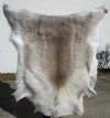 51 by 47 inches<font color=red> Beautiful Light Colored Large </font>Finland Reindeer Hide, Reindeer Fur Throw Cover for Sale (Good Quality) - Buy this one for $154.99