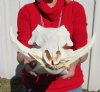 13-1/2 inches <font color=red> Good Quality</font> African Warthog Skull for Sale with 6-1/2 inches Ivory Tusks - Buy this one for $149.99