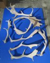 8 Fallow Deer Antlers for Sale 18 to 24 inches long, Weathered Condition - You are buying the 8 pictured for $16.25 each