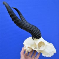 Bargain Priced Male Springbok Skull with 10 inches Horn (damaged nose section) - Buy this one for $49.99