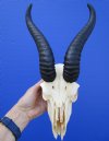 <font color=red> Bargain Priced</font> Male African Springbok Skull with 9  inches Horns (broken nose section) - Buy this one for $49.99