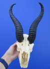 Cheap Male African Springbok Skull with 11 inches Horns - Buy this one for $49.99 (broken nose section; damaged underside of skull)