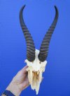 Cheap Male African Springbok Skull with 9-1/2 inches Horns for Sale (broken nose section) - Buy this one for $49.99
