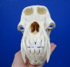 <font color=red> Huge Good Quality</font> 9-7/8 inches Male Chacma Baboon Skull for Sale (small hole on right side) CITES #220293 - Buy this one for $349.99 (Shipped UPS Signature Required)