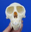 4-1/4 inches <font color=red> Grade A</font> Male African Vervet Monkey Skull for Sale (CITES 220293) - Buy this one for $120.00