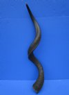 39-1/4 inches Natural African Kudu Horn for Sale (28-1/4 inches straight) - Buy this one for $94.99