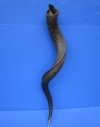 36-3/4 inches Authentic Natural Kudu Horn for Sale  (28-1/2 inches straight) - Buy this one for $94.99
