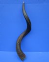 35-1/2 inches Real Natural African Kudu Horn for Sale (26 inches straight) - Buy this one for $94.99