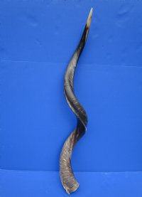 41-1/2 inches Real Half-Polished Kudu Horn for Sale (couple tiny worm holes) - Buy this one for $114.99