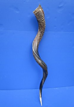 41-1/2 inches Real Half-Polished Kudu Horn (32-1/2 inches straight) (couple tiny worm holes)