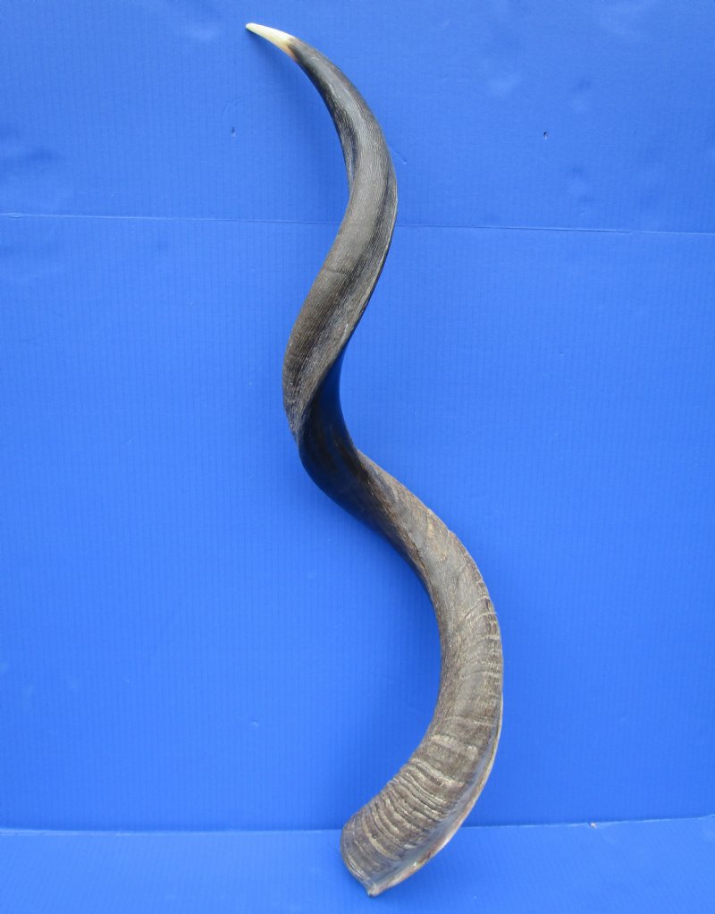 43 inches Polished African Kudu Horn for Sale