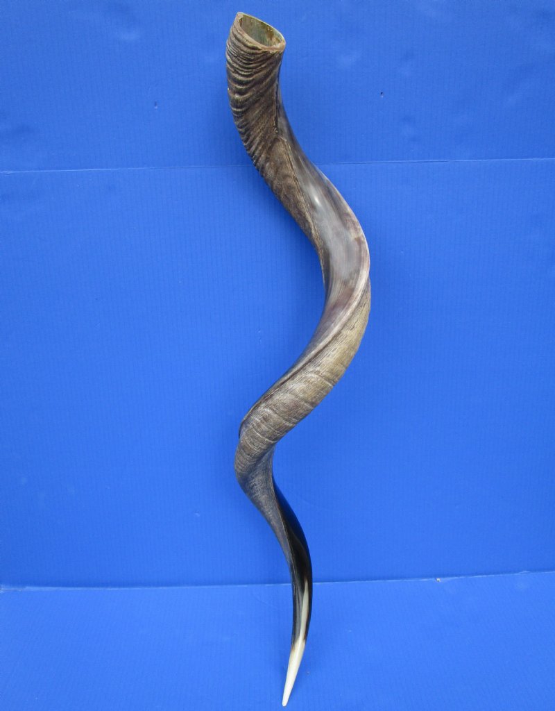 43 inches Polished African Kudu Horn for Sale