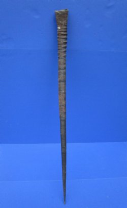 35-3/4 inches Oryx Horn for Sale (rubbed section on horn) - Buy this one for $34.99
