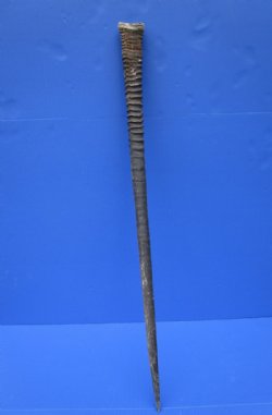 35-7/8 inches African Gemsbok Horn for Sale, Oryx Horn - Buy this one for $34.99