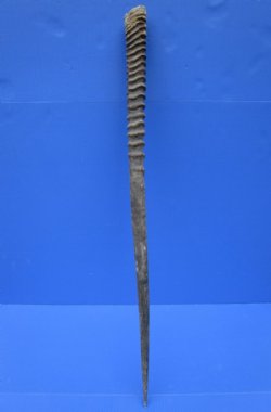34 inches Real Gemsbok, Oryx Horn for Sale - Buy this one for $34.99 