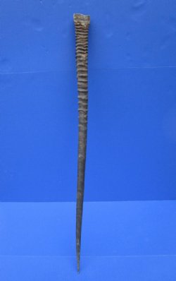 34-3/4 inches Real Oryx Horn for Sale, Gemsbok Horn - Buy this one for $34.99