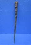 33-1/2 inches Real Oryx Horn for Sale, Gemsbok Horn - Buy this one for $33.99