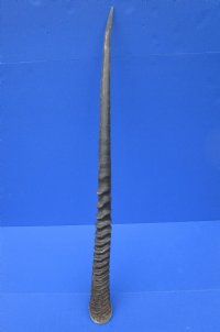 33-1/2 inches Real Oryx Horn for Sale, Gemsbok Horn - Buy this one for $33.99