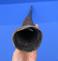 33-1/2 inches Real Oryx Horn for Sale, Gemsbok Horn - Buy this one for $33.99