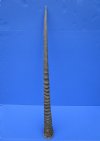 33 inches Natural Oryx Horn for Sale, Gemsbok Horn - buy this one for $33.99