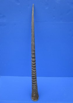 33 inches Natural Oryx Horn for Sale, Gemsbok Horn - buy this one for $33.99