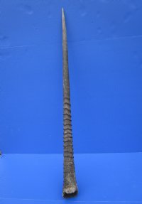 33 inches Natural Oryx Horn for Sale, Gemsbok Horn - buy this one for $33.99