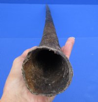 33 inches Natural Oryx Horn for Sale, Gemsbok Horn - buy this one for $33.99