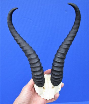Male Springbok Skull Plate with 10-5/8 inches Horns for $39.99