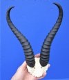 Male Springbok Skull Plate with 10-5/8 inches Horns for $39.99