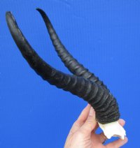 Male Springbok Skull Plate with 10-5/8 inches Horns for $39.99