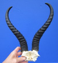 Male Springbok Skull Plate with 10-5/8 inches Horns for $39.99