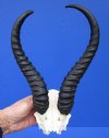 Real Male Springbok Skull Plate with 11 and 12-1/2 inches Horns - Buy this one for $39.99