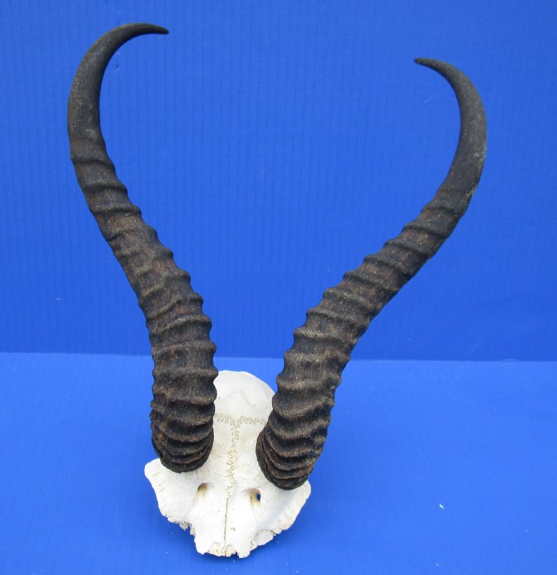 Real South African Male Springbok Skull Plate and horns Taxidermy S 