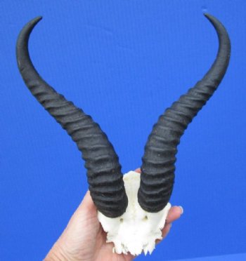 Male African Springbok Skull Plate with 9-1/2 inches Horns for $39.99