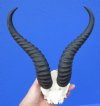 Male African Springbok Skull Plate with 9-1/2 inches Horns for $39.99