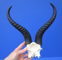 Male African Springbok Skull Plate with 9-1/2 inches Horns for $39.99