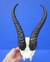 Authentic Male Springbok Skull Plate with 11 and 11-3/4 inches Horns - Buy this one for $39.99