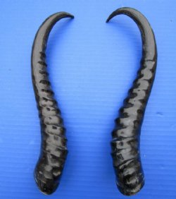 2<font color=red> Polished</font> Male Springbok Horns for Sale 11-1/4 inches - Buy the 2 pictured for $15.00 each