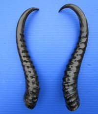 2<font color=red> Polished</font> Male Springbok Horns for Sale 11-1/4 inches - Buy the 2 pictured for $15.00 each