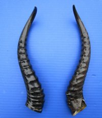 2<font color=red> Polished</font> Male Springbok Horns for Sale 11-1/4 inches - Buy the 2 pictured for $15.00 each