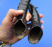 2<font color=red> Polished</font> Male Springbok Horns for Sale 11-1/4 inches - Buy the 2 pictured for $15.00 each