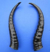 2 <font color=red> Polished</font> Male Springbok Horns for Sale 10 and 9-3/4 inches - Buy the 2 pictured for $15.00 each