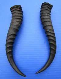 10-1/2 and 10-3/4 inches <font color=red> Matching Pair</font> Male Springbok Horns for Sale - Buy this pair for $29.99