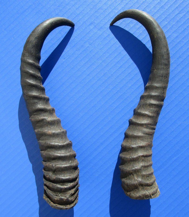 Two Male African Springbok Horns for Sale 91/2 and 93/4 inches