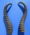 Two Male African Springbok Horns for Sale 9-1/2 and 9-3/4 inches (1 right, 1 left) - Buy these 2 for $11.00 each