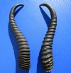 11-1/2 and 11-3/8 inches<font color=red> Large</font> Male Springbok Horns for Sale (1 left, 1 right) - Buy this one for $12.50 each